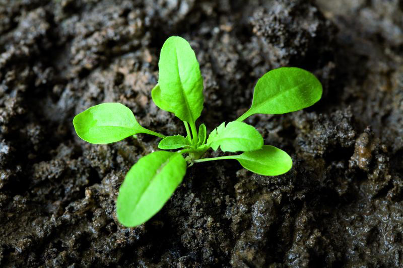 Shepherds Purse